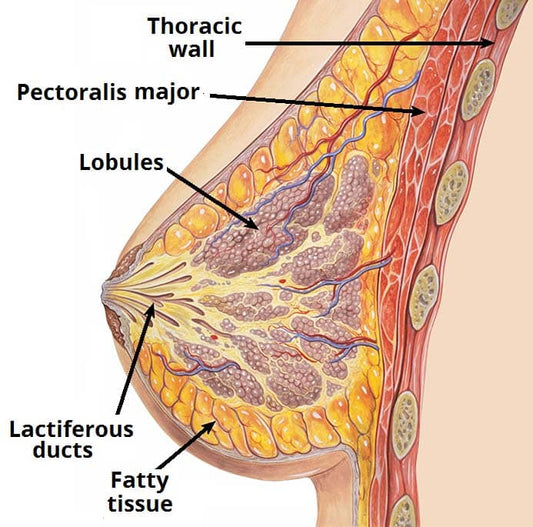 The Sacred Anatomy of Breasts: Understanding Their Life Cycle & Tissues