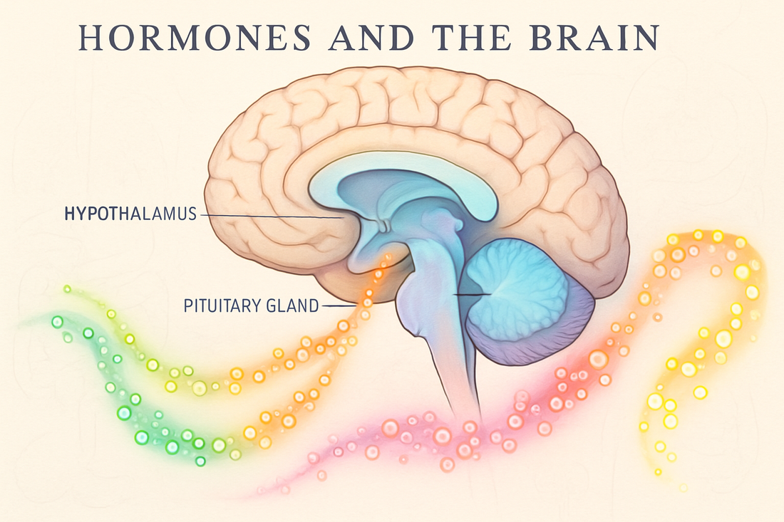 How Hormones Affect Our Brain: The Neuroendocrine Connection