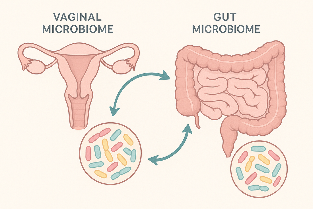 The Vaginal–Gut Microbiome Connection: What Every Wombman Should Know